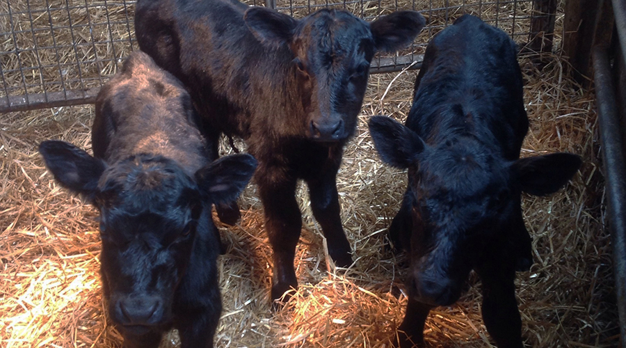 © Danny and Sandy McCarthy, Longoe Farm