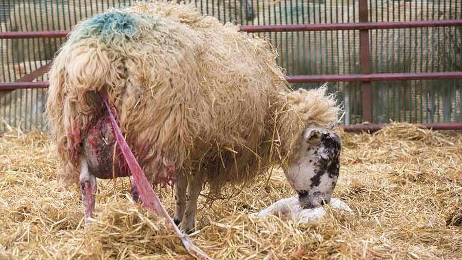 How To Manage Campylobacter In Sheep Farmers Weekly