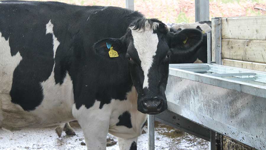 Bolus Resolves Water Intake Issues On Dairy Farm - Farmers Weekly