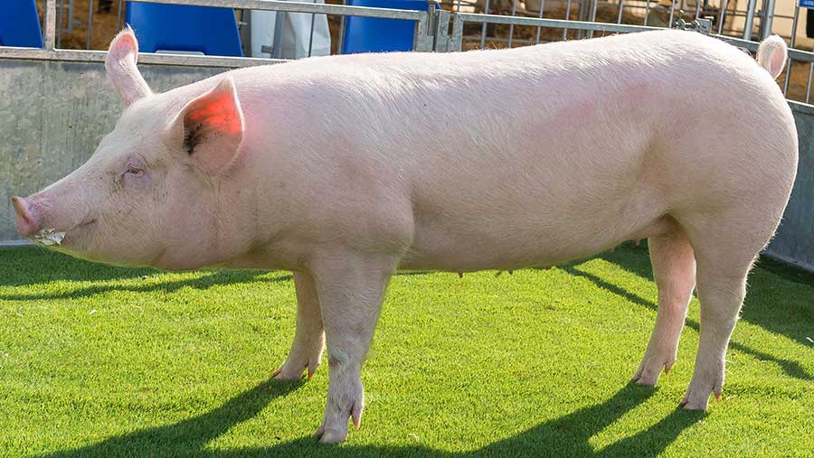 Balmoral Show Cappagh herd seals pig championship Farmers Weekly