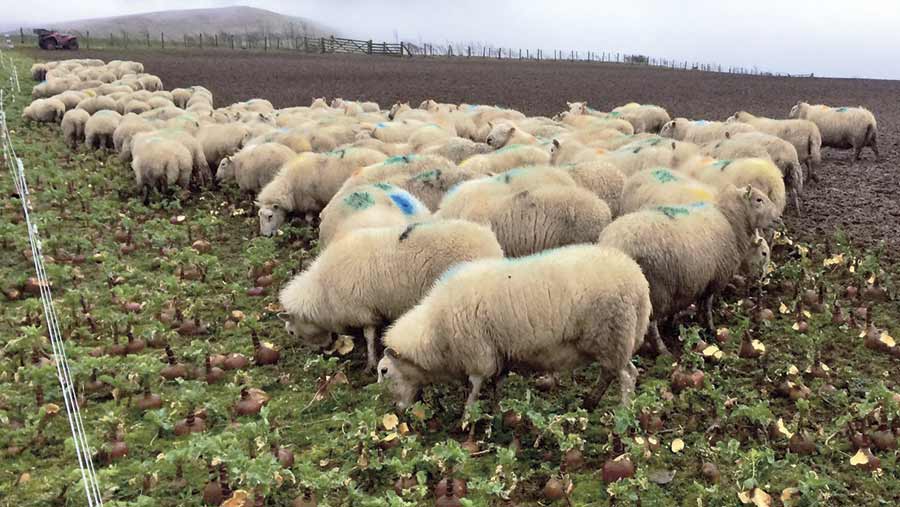 Why feeding swedes is cheapest for wintering sheep Farmers Weekly