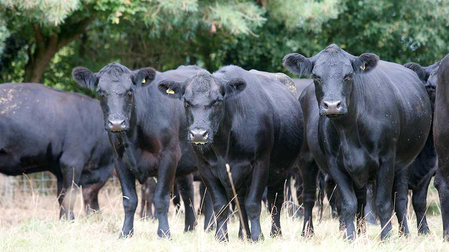 Beef farm ups grass production with switch to rotational grazing ...