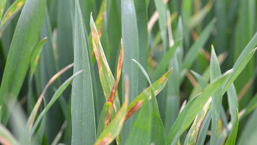 Scottish growers urged not to gamble with septoria - Farmers Weekly