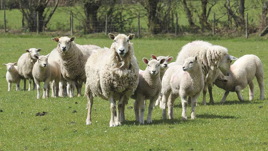 Welsh farm sheep breeding regime meets market need - Farmers Weekly