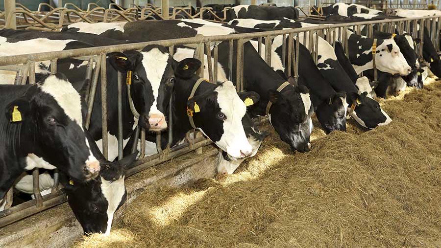 Dutch dairy farmers win court appeal over cow cull plan - Farmers Weekly