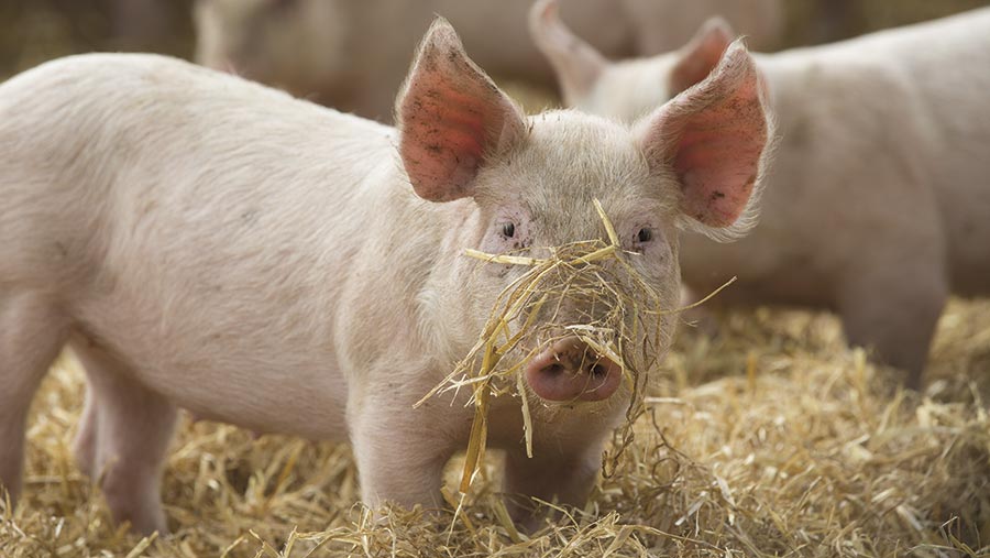 Farmer's guide to different enrichment types for pigs Farmers Weekly