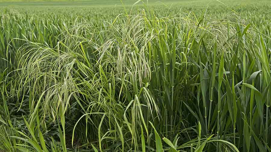 Sterile brome in wheat © FLPA/Rex/Shutterstock