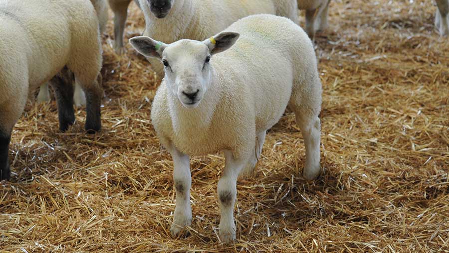 Four new EBVs for terminal sheep to be launched - Farmers Weekly