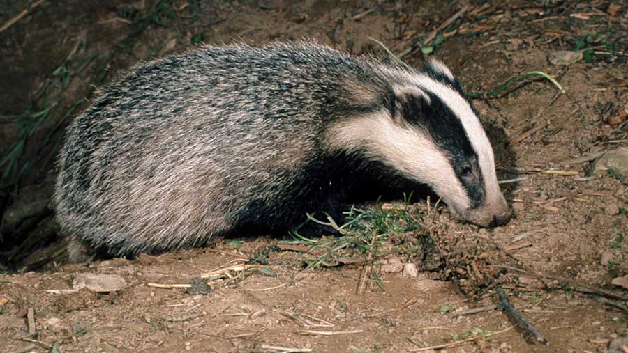 Targeted badger cull in Wales gets go-ahead - Farmers Weekly