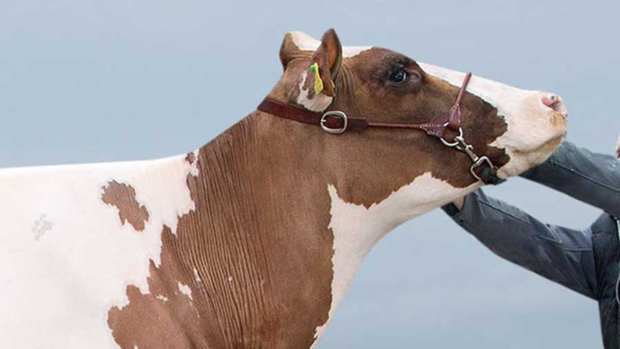Prices top 5,100gns at Sedgemoor Spotlight sale Farmers Weekly