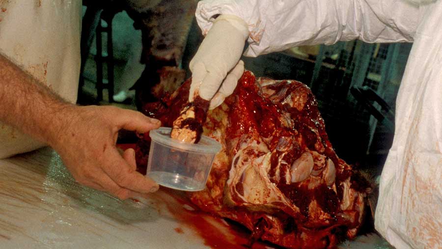 Scientists test a cow carcass for BSE © Burger/Phanie/REX/Shutterstock