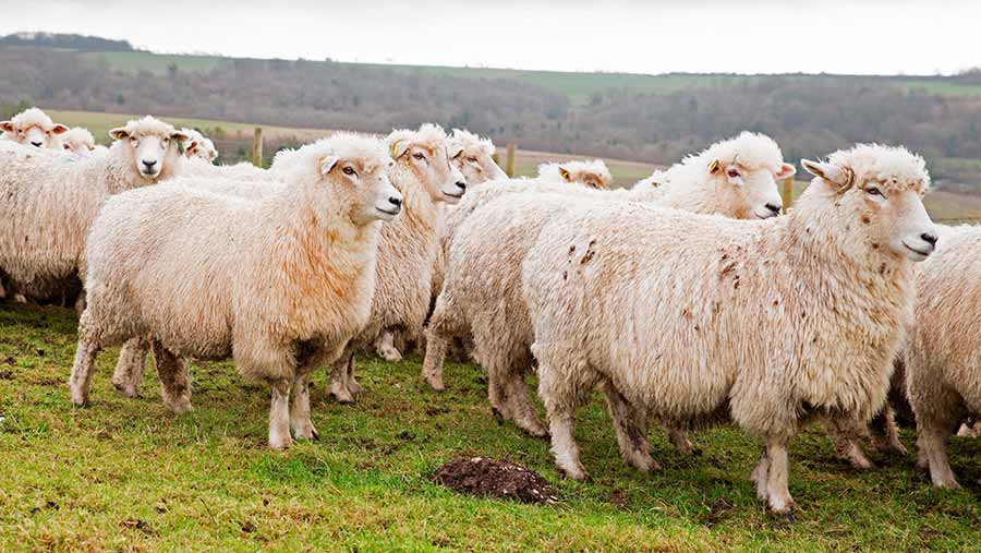 New Zealand Romney sheep. ©  Alexandra Joseph
