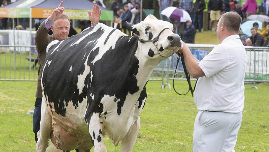 Royal Welsh video Familiar faces return to triumph in dairy show rings Farmers Weekly