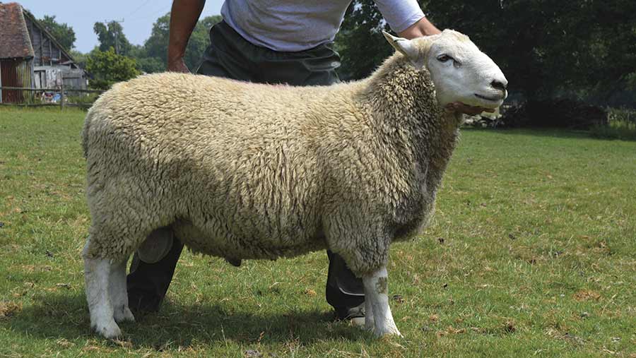 The Aragon ram indexing 
277 against a breed average of 127
