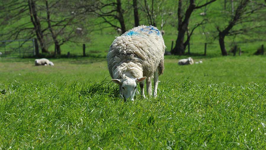 Aberfield grazing at Llyn Rhys © Debbie James/RBI