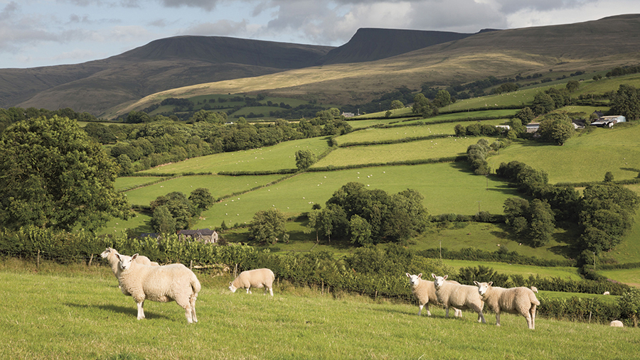 Какое хозяйство в великобритании. Уэльс сельское хозяйство. Северная Ирландия пастбища. Фермерское хозяйство в Англии. Овцеводство в Великобритании.