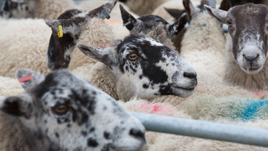 How to detect and control Johne's in sheep Farmers Weekly