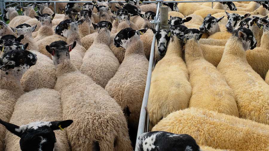 Sheep industry 'burying head in sand' over Johne's - Farmers Weekly