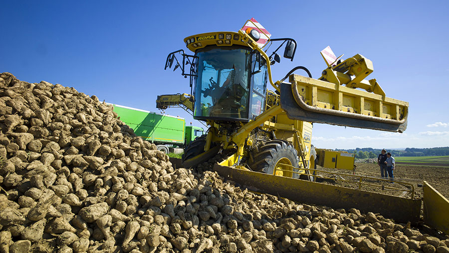 How to gear up for a bumper sugar beet harvest Farmers Weekly
