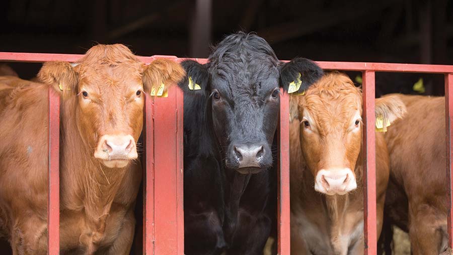 Step-by-step guide to assessing rumen function in beef cattle - Farmers ...