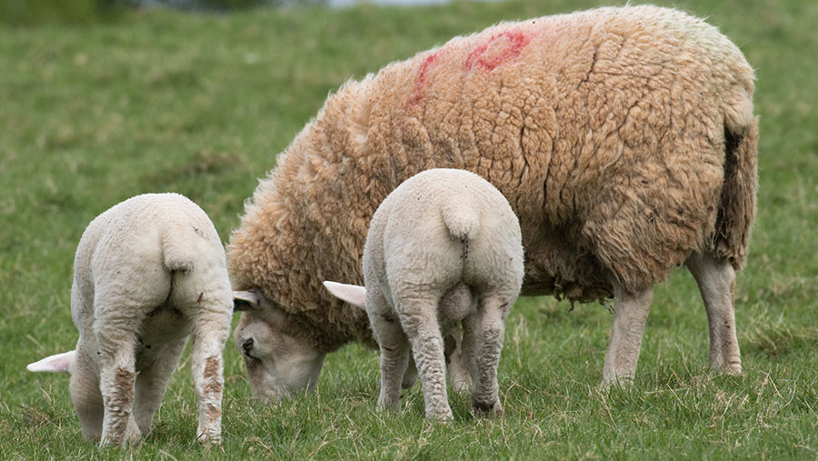 Keep eyes peeled for cobalt deficiency in sheep - Farmers Weekly