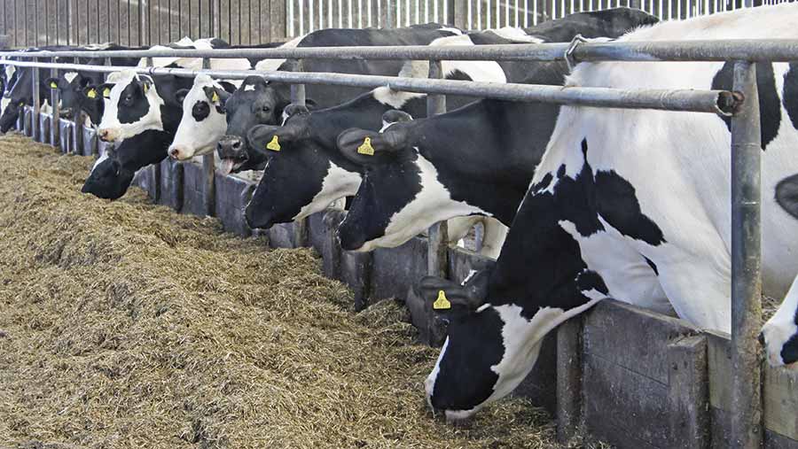 How partial diet offers cost-effective solution to cow health - Farmers ...