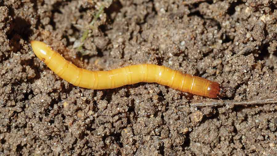 Top control methods for maize pests, diseases and weeds - Farmers Weekly