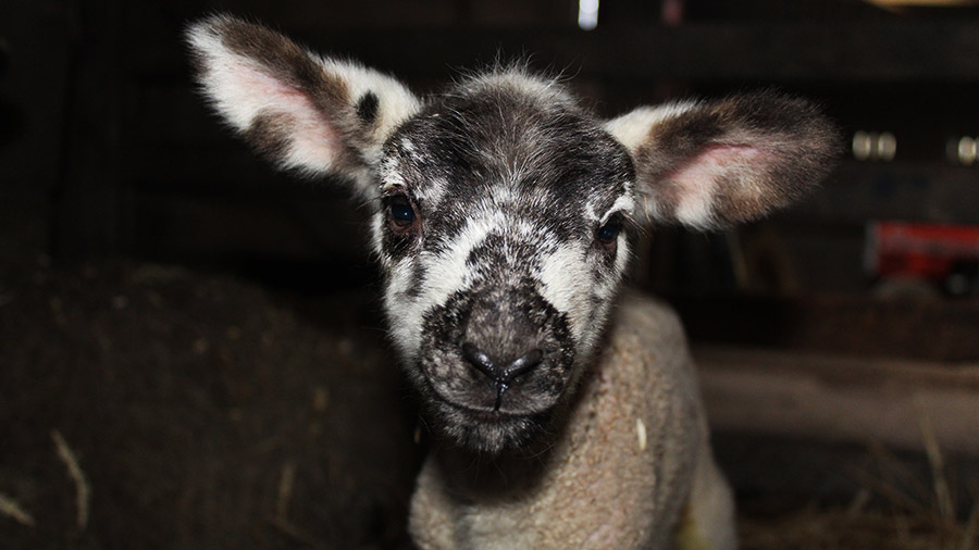 From our Lambing 2022 gallery - photo by Lucy Robinson
