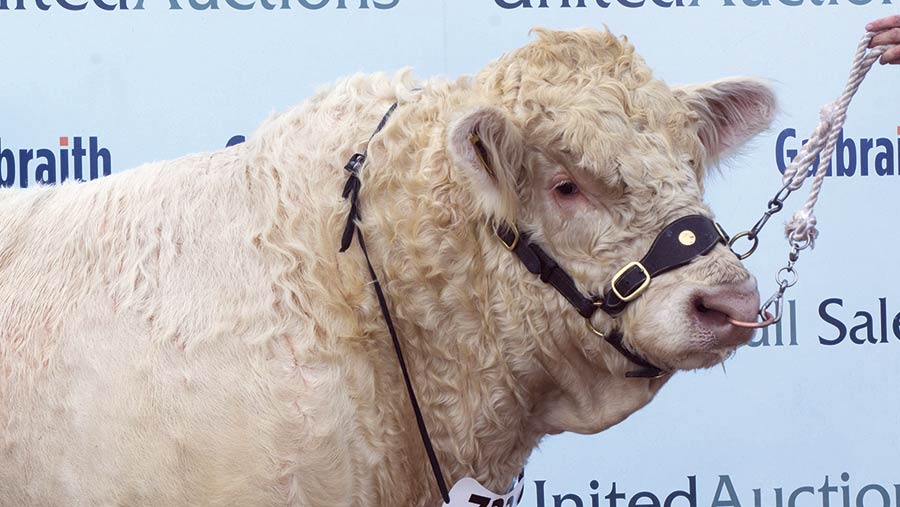 Maerdy Majestic from Esmor Evans made the breed's joint top prize of 12,000gns/© Tim Scrivener