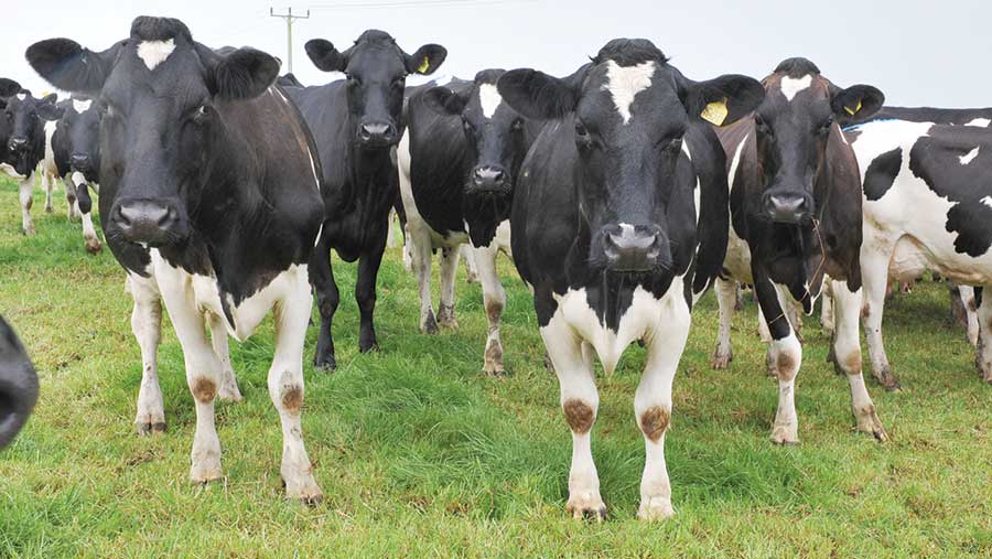 The herd was vaccinated against BVD