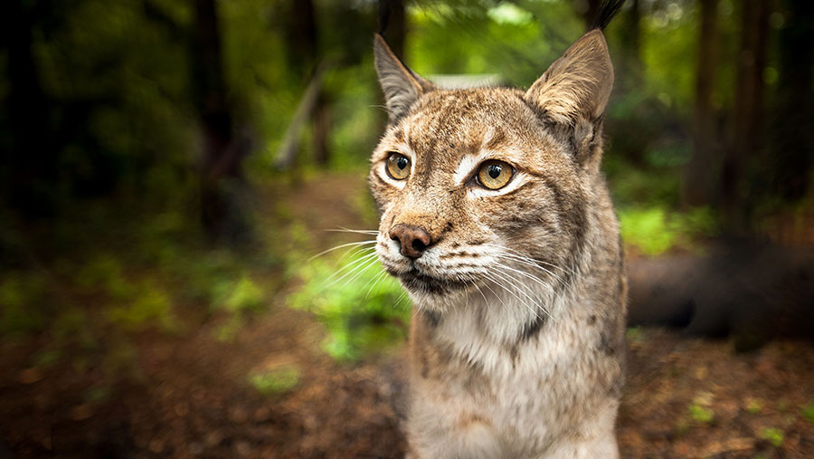 Farmers call Lynx Trust UK ‘deplorable’ over support claims - Farmers