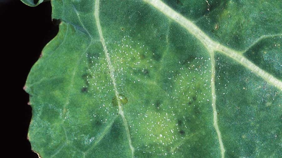 An oilseed rape leaf shows early signs of light leaf spot © Blackthron Arable