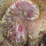 Expert Advice On Controlling Digital Dermatitis Farmers Weekly