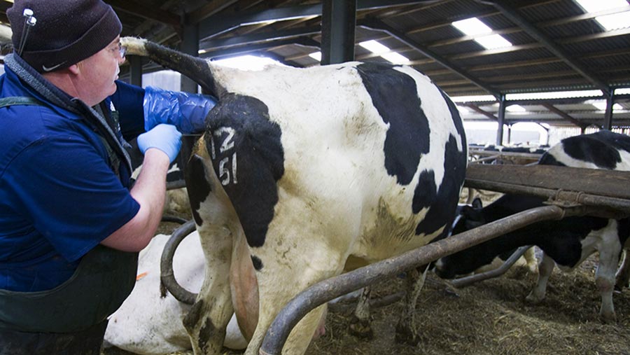 How to prevent fertility issues in dairy cows due to lameness - Farmers ...