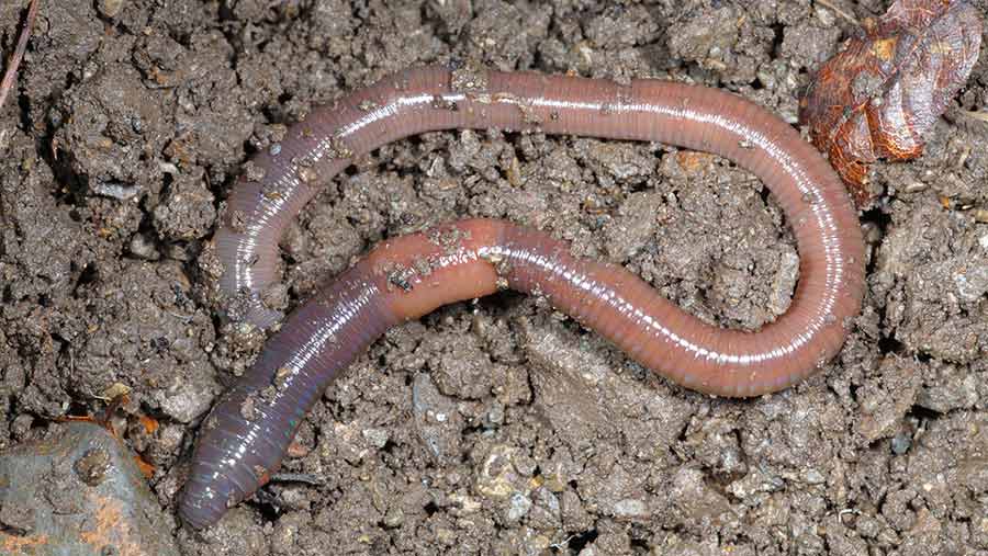 3 ways to measure your earthworm numbers - Farmers Weekly