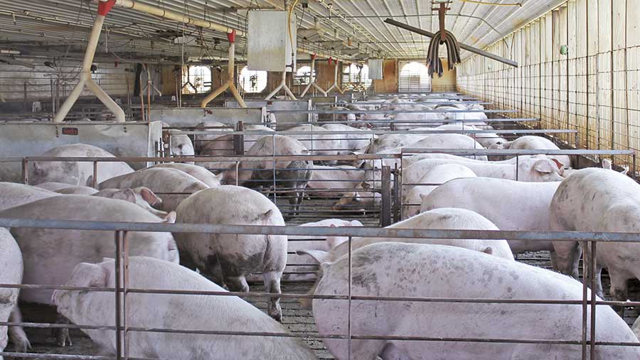 The Most Effective Method to Start a Pig Farming Business in South Africa