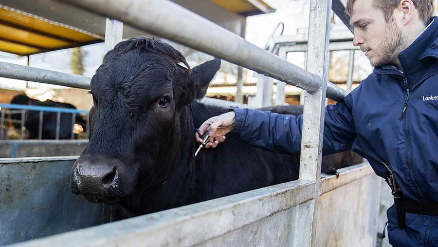 Expert advice: What happens if my herd fails a TB test? - Farmers Weekly