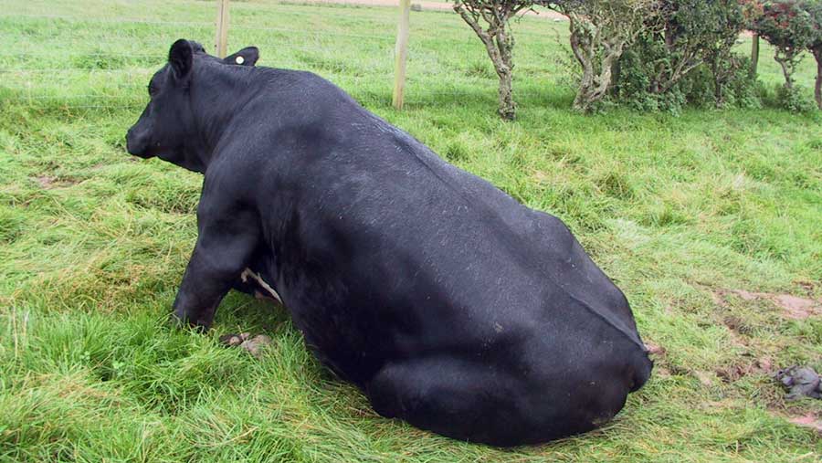 Cow struggling to stand and showing signs of milk fever