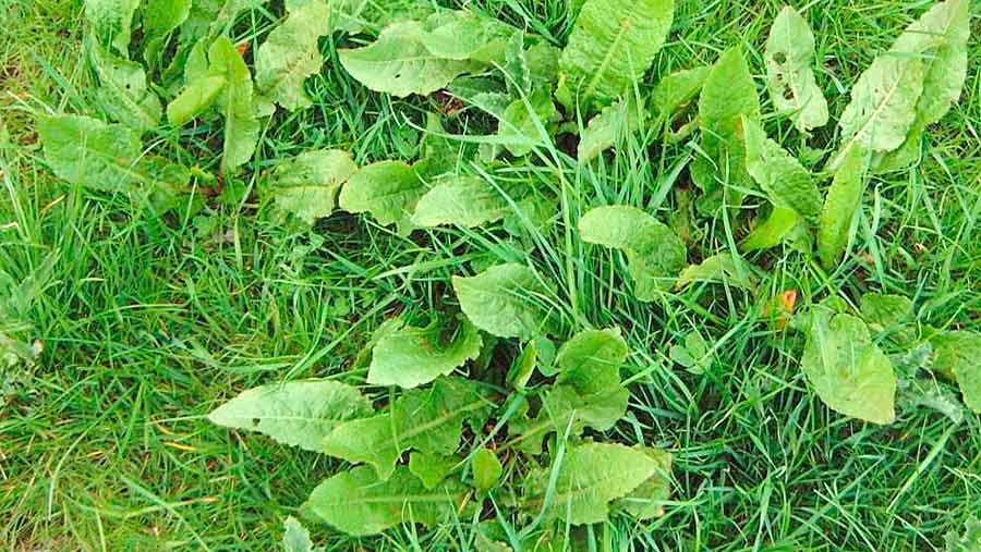 Stepbystep guide to controlling weeds in grass Farmers Weekly