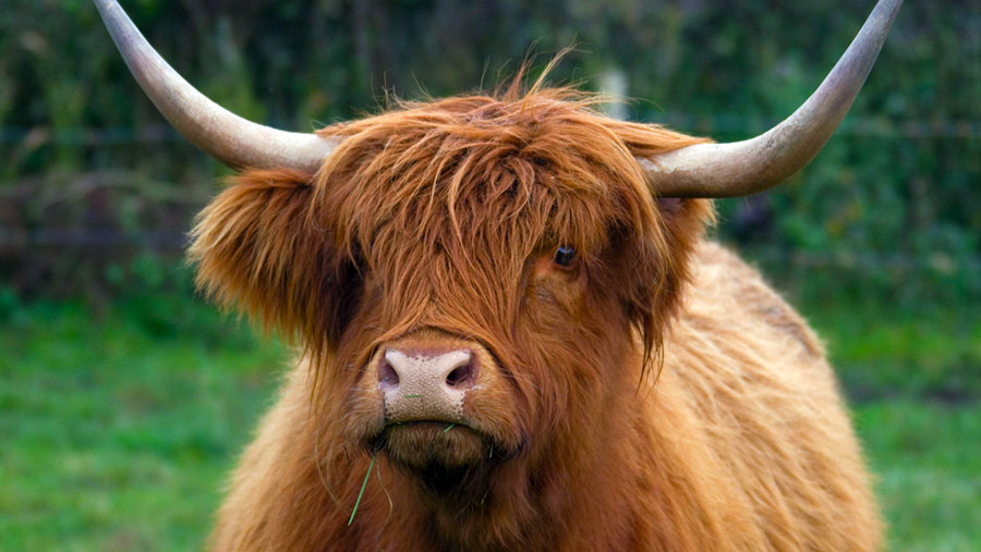 Search is on to find Britain's Sexiest Cow - Farmers Weekly