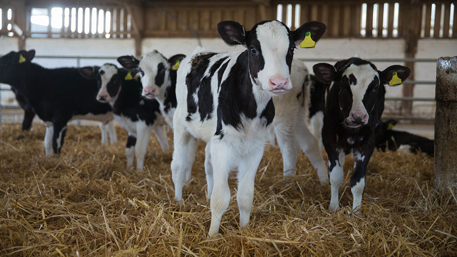 Video: Study shows calves have personalities - Farmers Weekly