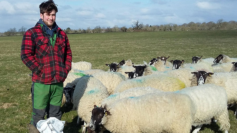 Horrified young farmer finds pregnant ewes with throats slit - Farmers ...