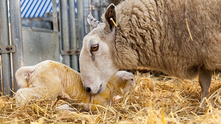 Vets urge tightening of antibiotics use in neonatal lambs - Farmers Weekly