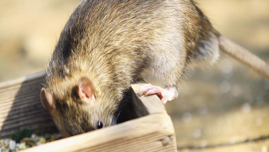 A guide to kit for controlling rats, mice and squirrels - Farmers Weekly