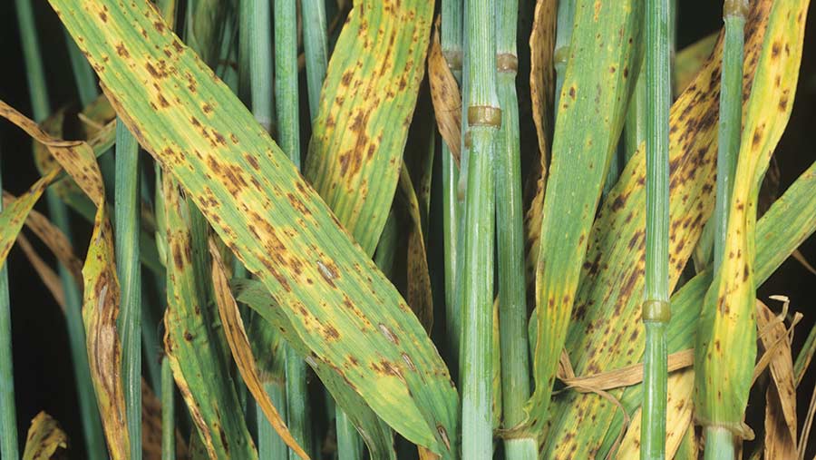 Barley infected with ramularia. © Nigel Cattlin/Alamy