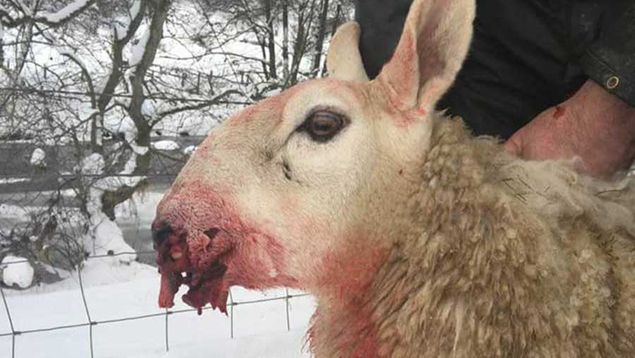 pregnant sheep put down after series of horrific dog