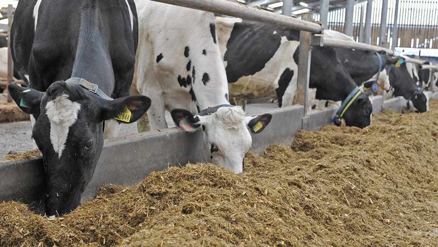 Less variation in the diet means that
timid cows at Llysfasi get a fairer share of the ration