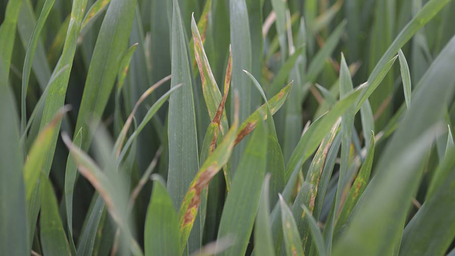 How the two new wheat fungicides perform on farm - Farmers Weekly