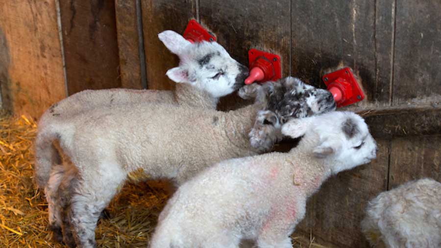 Coughing Lambs The Farming Forum Farm House