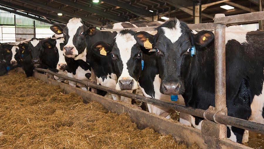 Dairy farm to pay £19,000 after bull attacked worker - Farmers Weekly